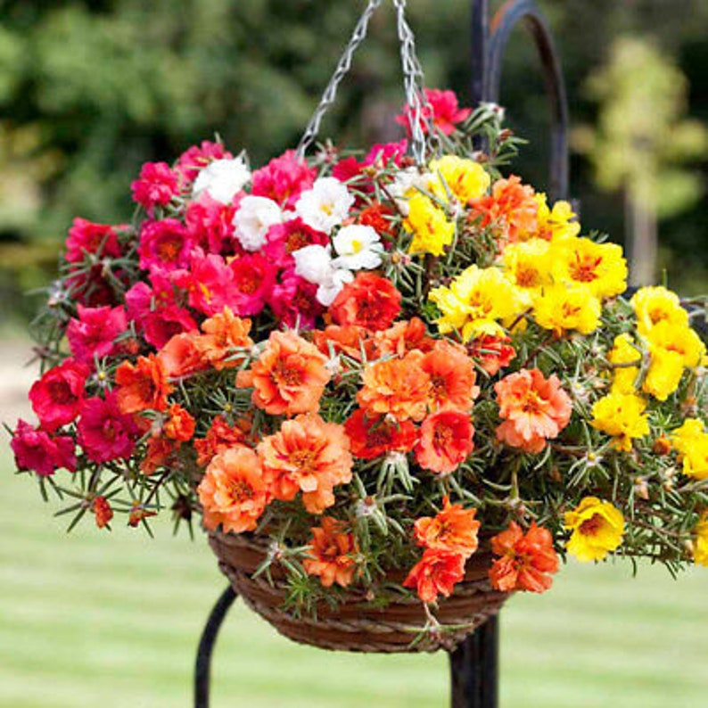 PORTULACA GRANDIFLORA MIX 10.000 seeds Moss Rose Double Mix image 1