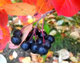 Puede incluir: Un racimo de bayas de color azul oscuro cuelga de una rama con hojas rojas y naranjas en el fondo.
