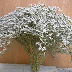 May include: A bunch of white dried flowers with green stems. The flowers are arranged in a bouquet and are ready to be used in a craft project or as a decorative element.