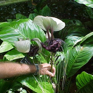 TACCA BAT FLOWER Black Tacca Chantrieri 5 seeds image 3