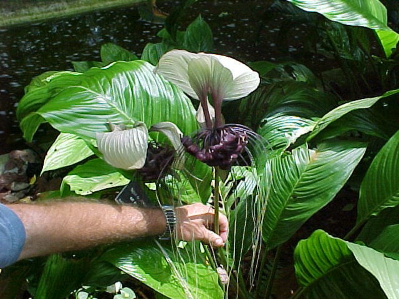 TACCA BAT FLOWER Black Tacca Chantrieri 5 seeds image 3