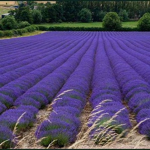 LAVANDULA ANGUSTOFOLIA VERA (800 zaden)