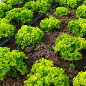 Op de afbeelding: Een close-up van een tuinbed vol levendige groene slaplanten. De sla heeft gekrulde bladeren en groeit in donkerbruine grond. Een zwarte irrigatieleiding loopt door het bed.