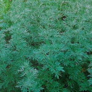 Artemisia absinthium - Wormwood (1000 SEEDS) Perennial herbs