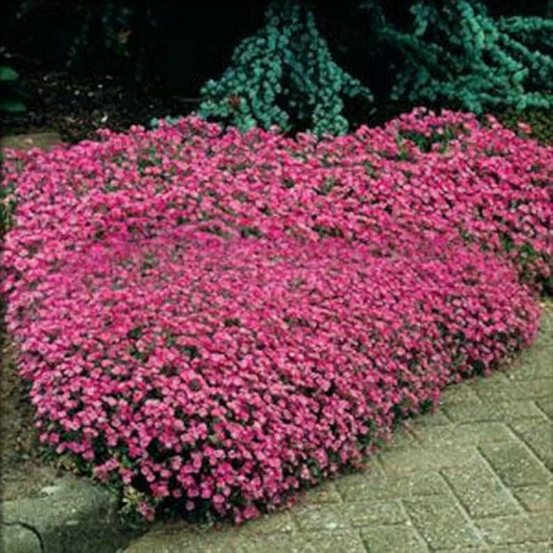 SAPONARIA OCYMOIDEA PINK Perennial 500 seeds image 5