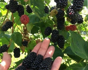 Puede incluir: Una mano sosteniendo un puñado de moras maduras. Las bayas están agrupadas y tienen una apariencia oscura y brillante. El fondo muestra un arbusto de moras con hojas verdes y más moras.
