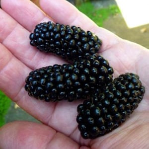 BLACKBERRY Giant LOCH NESS (100 seeds)