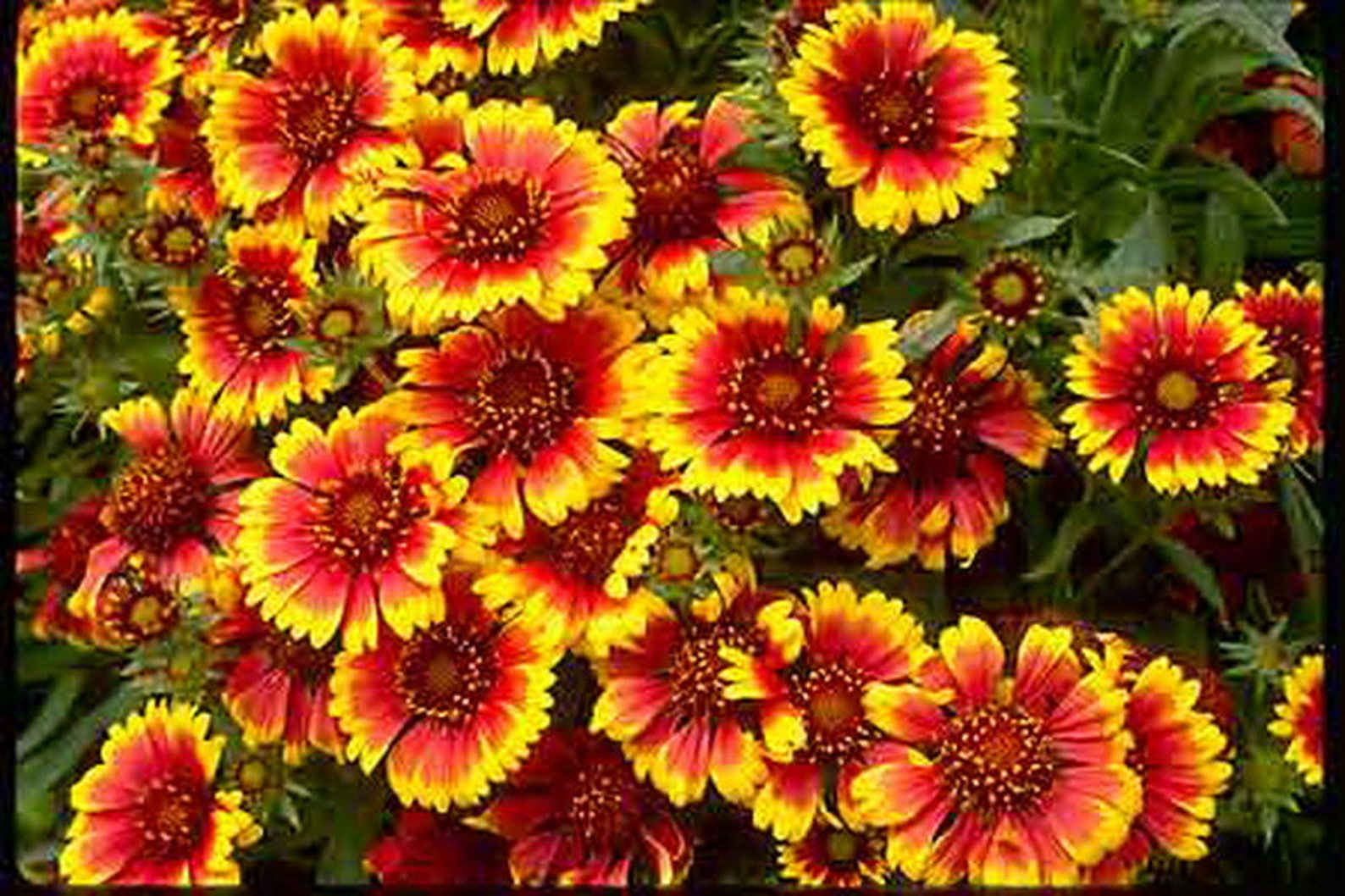 GAILLARDIA ARISTATA MIX Blanketflower 300 Seeds Perennial Etsy Canada