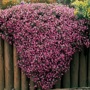 SAPONARIA OCYMOIDEA PINK Perennial 500 seeds image 3