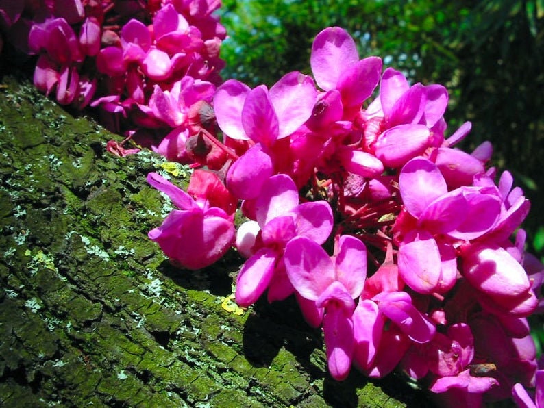 CERCIS SILIQUASTRUM 50 seeds Judas tree image 3