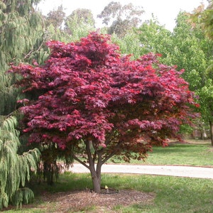 ACER PALMATUM ATROPURPUREUM Blood Leaf Japanese Maple 15 seeds image 3