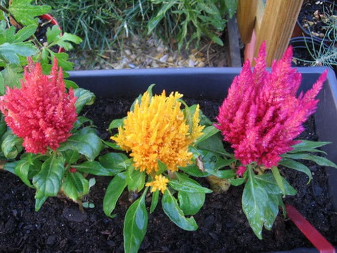 Planta Celosía Cresta De Gallo - Mix De Colores, Para Interior Y Exterior