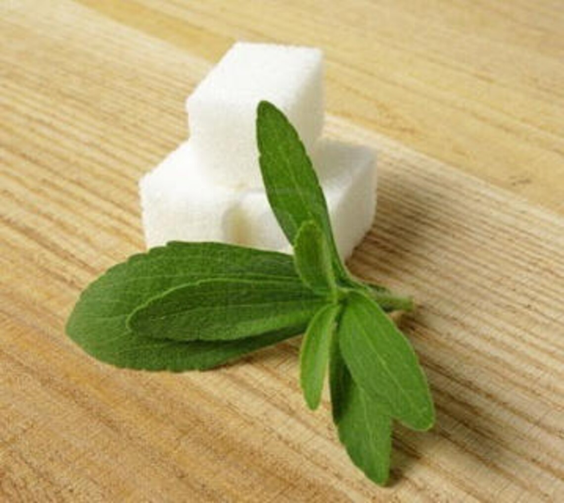 Stevia Rebaudiana 50 or 500 SEEDS Etsy