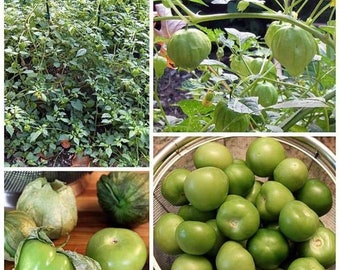 TOMATILLO VERDE - PHYSALIS Ixocarpa (200 seeds)