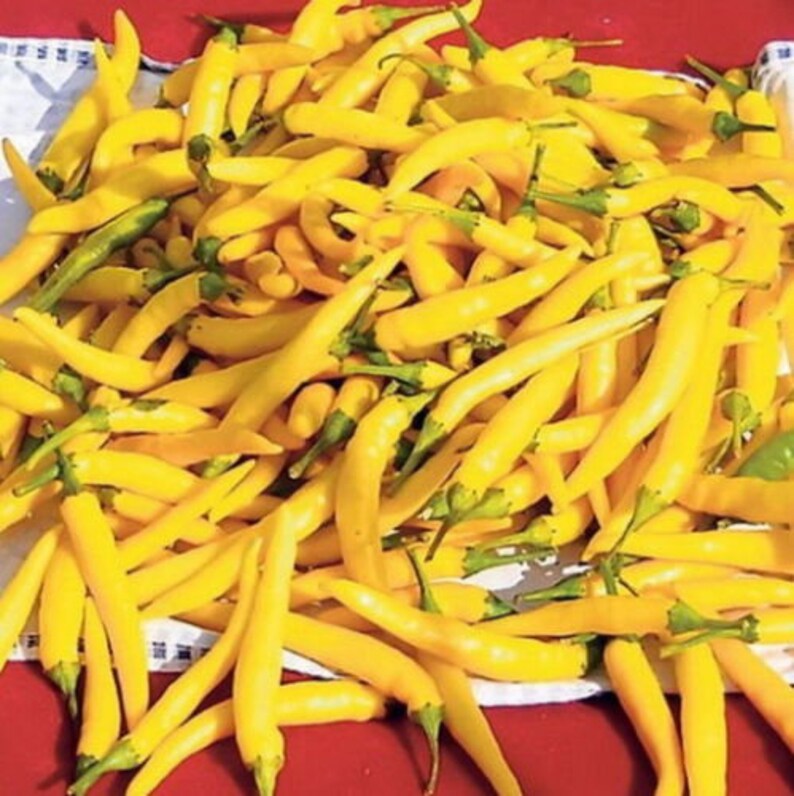 YELLOW PEPPERONI Hot Pepper 200 seeds Etsy