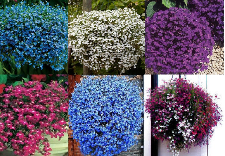 TRAILING LOBELIA SEEDS - (Blue, White, Purple, Rose, Sapphire, Mix)