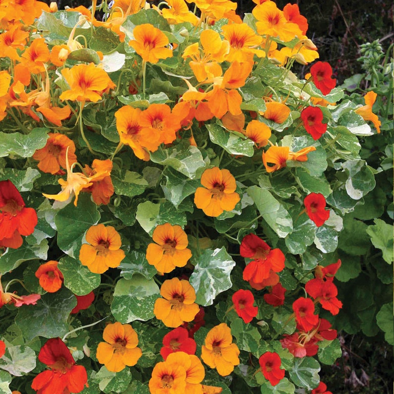 NASTURTIUM MIX Tropaeolum majus 15 SEEDS Etsy