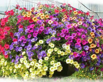 TRAILING PETUNIA MIX (3000+ seeds)