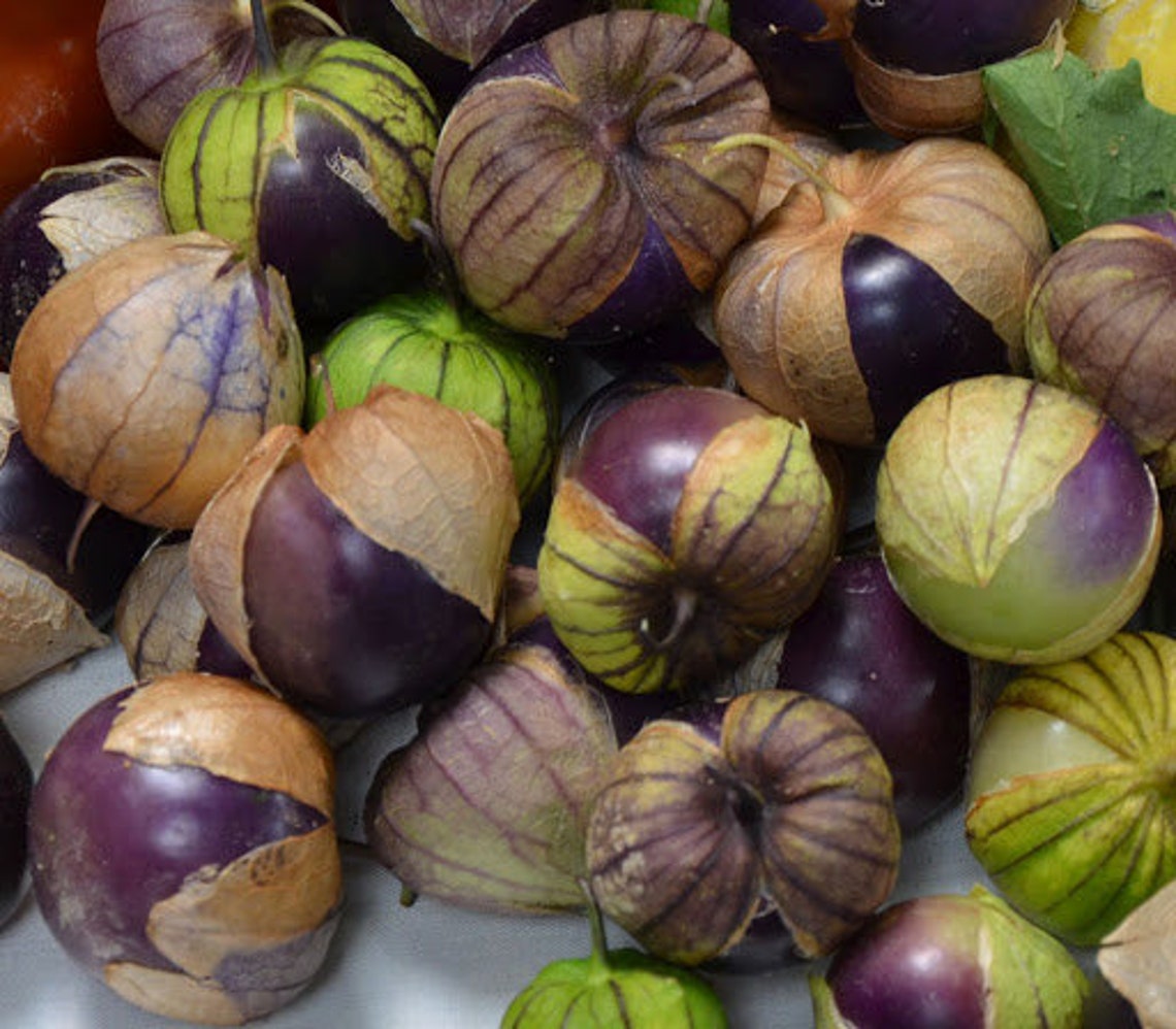 TOMATILLO PURPLE PHYSALIS Ixocarpa 100 seeds Etsy