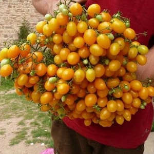 TOMATO ILDI (50 seeds) Yellow grape Tomato!