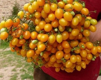 TOMATO ILDI (50 seeds) Yellow grape Tomato!