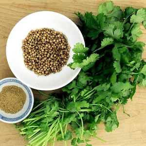 CORIANDER SATIVUM (500 seeds) Chinese, Mexican or Indian Parsley