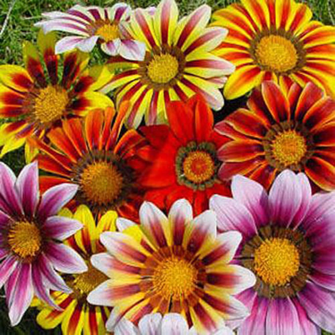GAZANIA SUNSHINE Mix 100 seeds Perennial Etsy