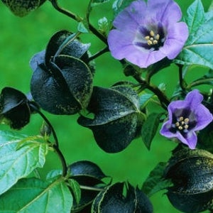 NICANDRA PHYSALODES - Shoo fly (300 seeds) One of the fastest growing plants!