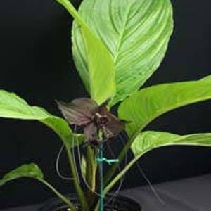 TACCA BAT FLOWER Black Tacca Chantrieri 5 seeds image 5