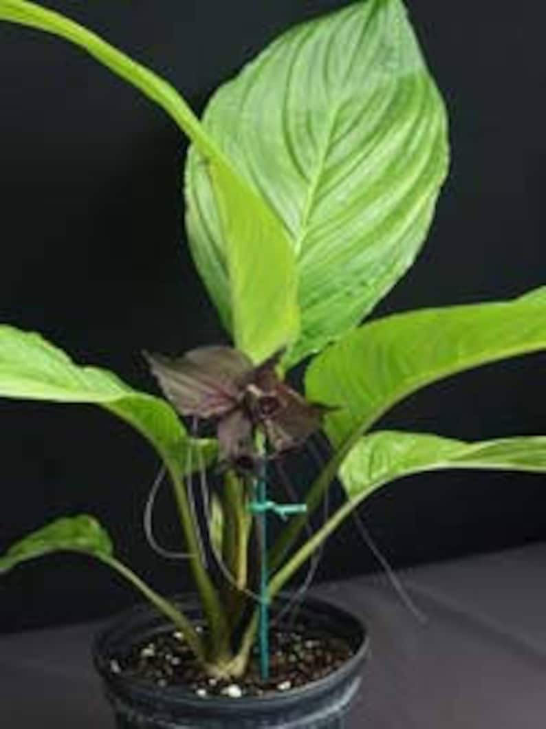 TACCA BAT FLOWER Black Tacca Chantrieri 5 seeds image 5