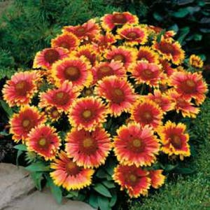 GAILLARDIA ARISTATA MIX - Blanketflower (300 seeds) Perennial flower