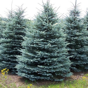 PICEA PUNGENS 25 seeds Colorado Blue Spruce image 2
