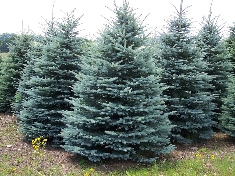 PICEA PUNGENS 25 seeds Colorado Blue Spruce image 2