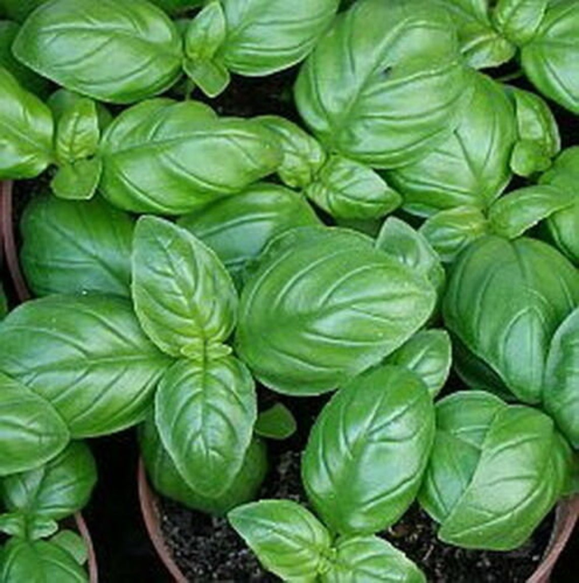 BASIL SWEET GENOVESE 4000 seeds Ocimum basilicum Etsy