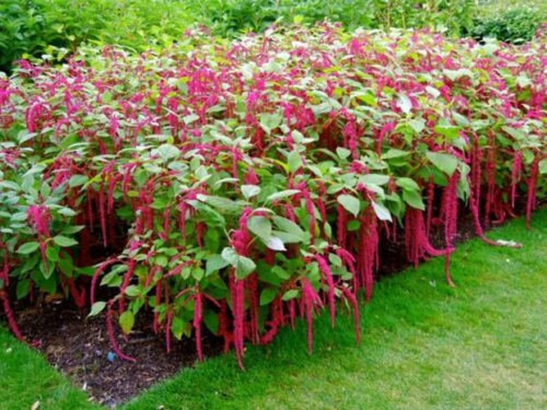 AMARANTHUS CAUDATUS Love Lies Bleeding 1250 Seeds Etsy