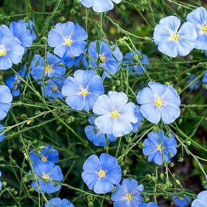 LINUM PERENNE Blue Flax 700 seeds Perennial image 3