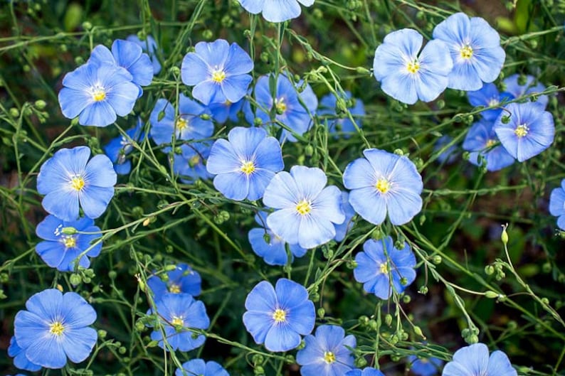 LINUM PERENNE Blue Flax 700 seeds Perennial image 3