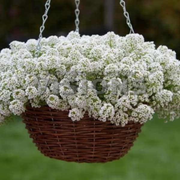 LOBULARIA MARITIMA BLANCA (3000 semillas) Alfombra de nieve