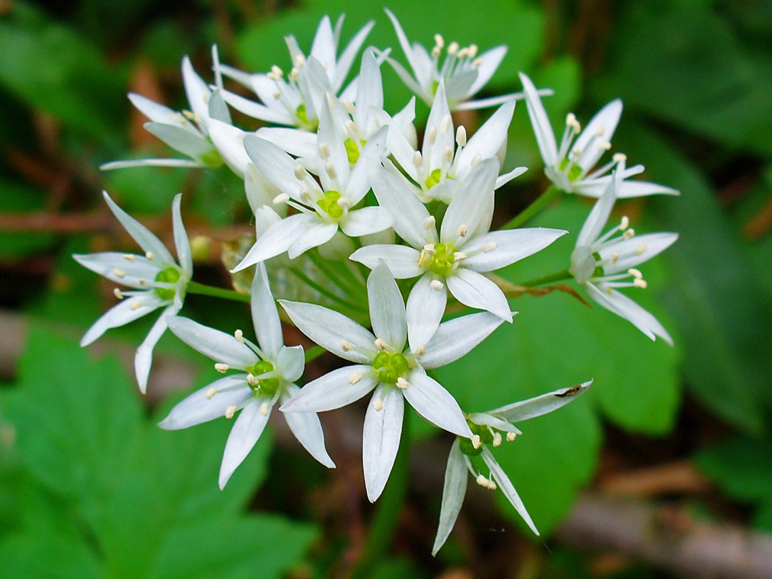 ALLIUM URSINIUM Wild Garlic 50 Seeds Perennial Herb Etsy UK