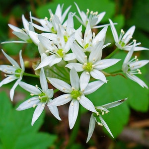 ALLIUM URSINIUM - Bärlauch (50 Samen) Staude