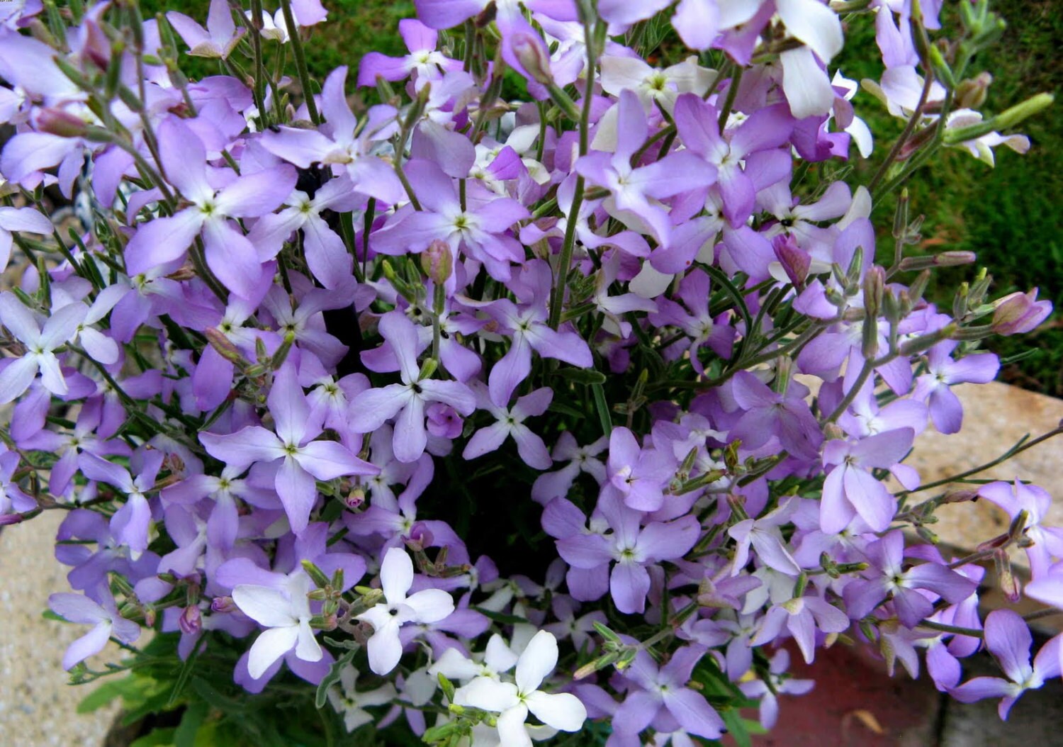 MATTHIOLA LONGIPETALA Night Scented Stock 2000 Seeds Etsy UK