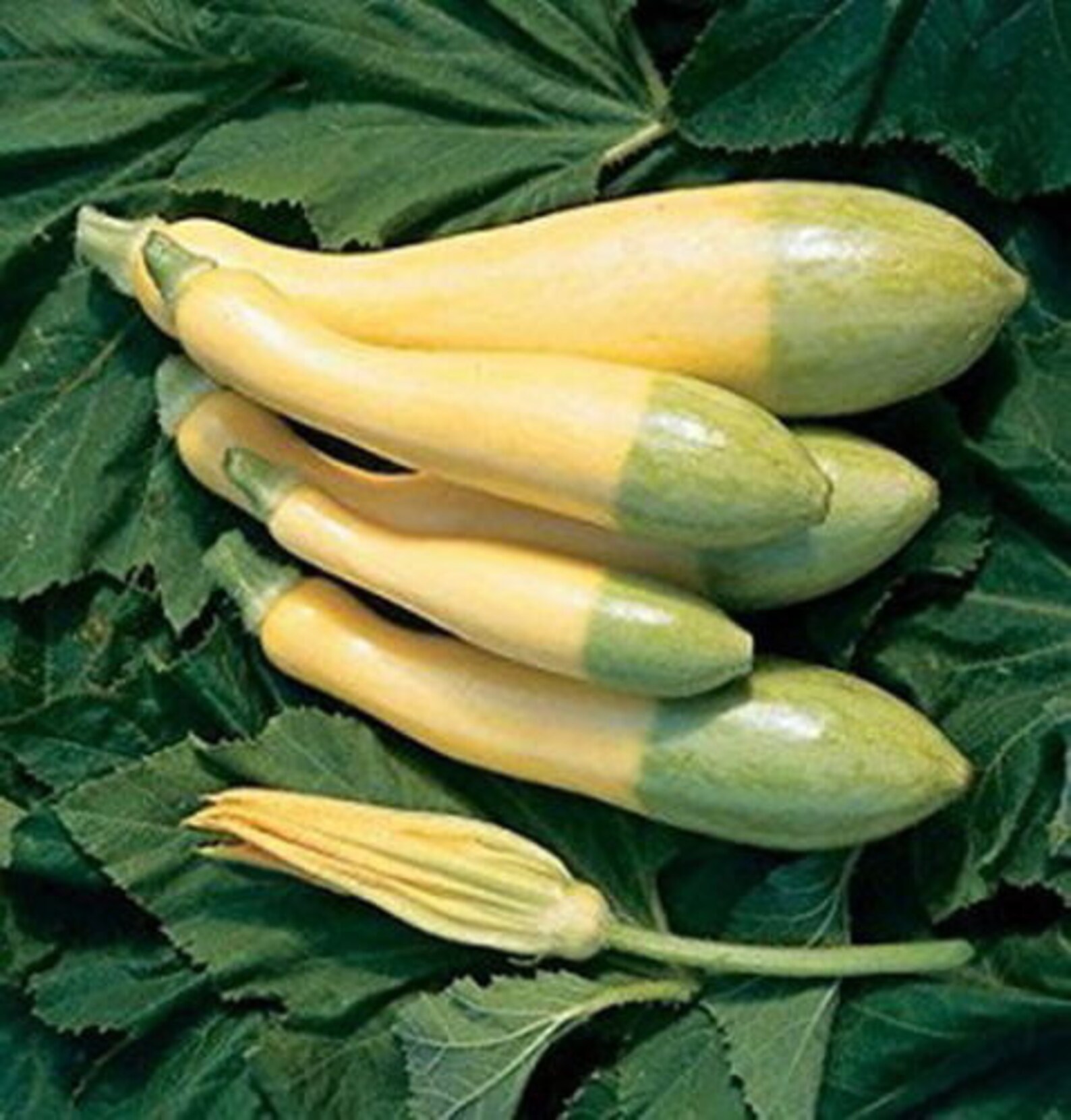 SUMMER SQUASH ZEPHYR 10 Seeds Etsy