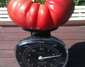 TOMATO GIANT BRUTUS (150 seeds) 1kg (2.2lbs) fruits