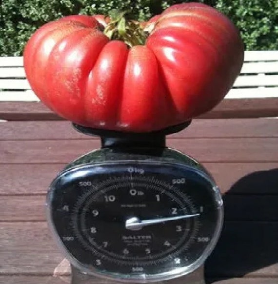 Brutus Tomatensamen – Große Fleischtomate, Rot, Bis Zu 1 Kg Schwer – Für Freiland Oder Gewächshaus