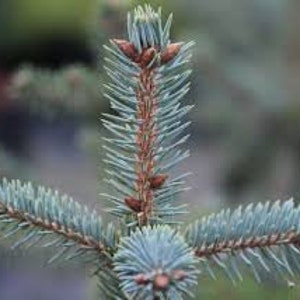 PICEA PUNGENS 25 seeds Colorado Blue Spruce image 5