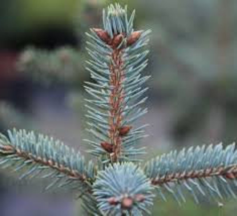 PICEA PUNGENS 25 seeds Colorado Blue Spruce image 5