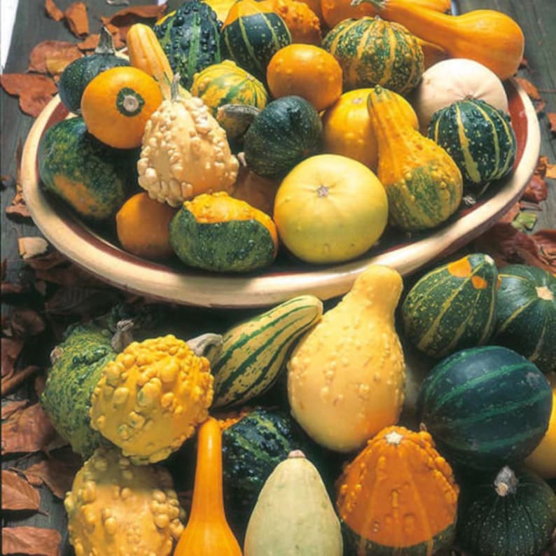 Pumpkin ORNAMENTAL SMALL GOURDS Mix 35 Seeds Etsy Canada