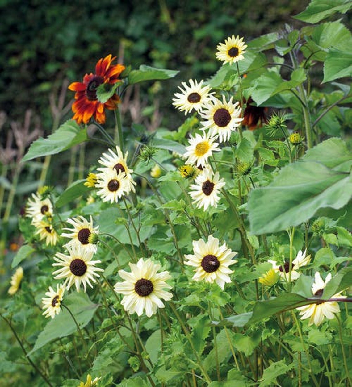 SUNFLOWER VANILLA ICE 30 seeds Etsy