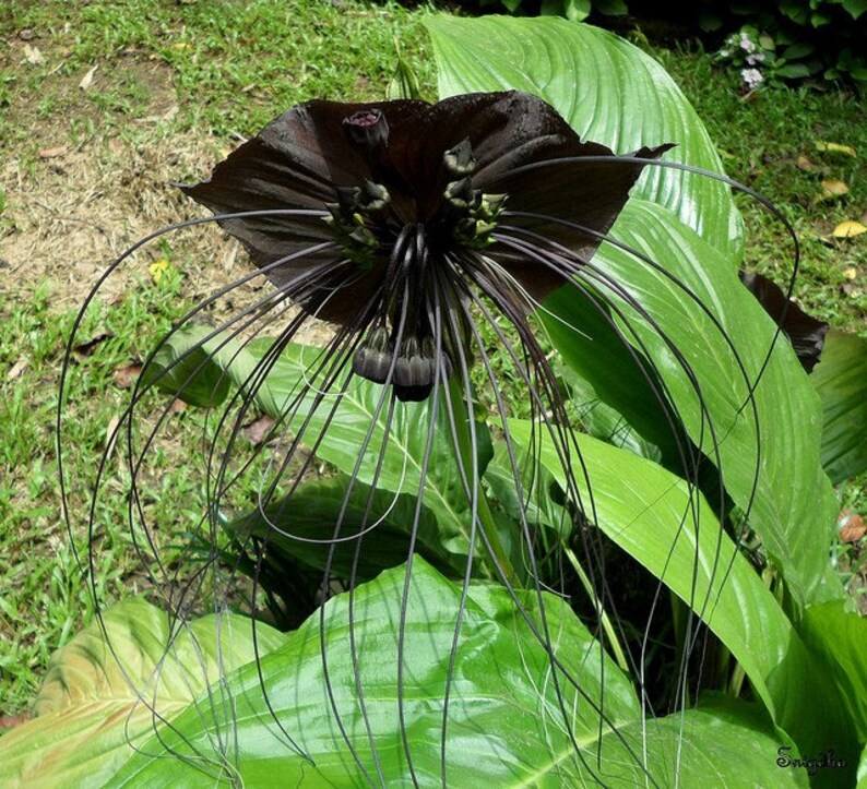 TACCA BAT FLOWER Black Tacca Chantrieri 5 seeds image 2