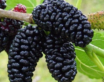 MULBERRY BLACK (50 GRAINES) Morus nigra